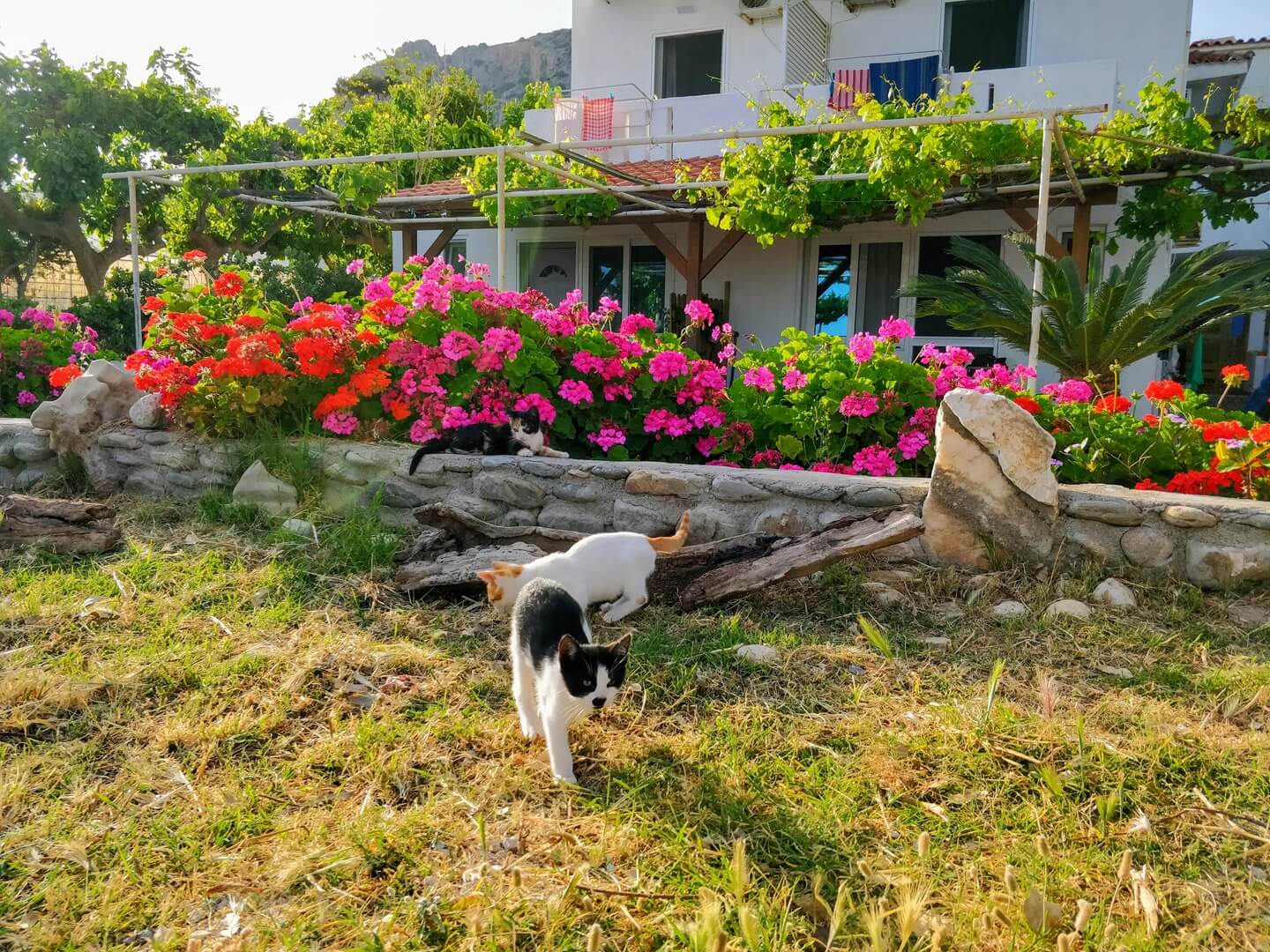 Garden and Pets
